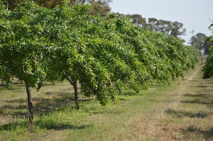 Los almendros de la quinta