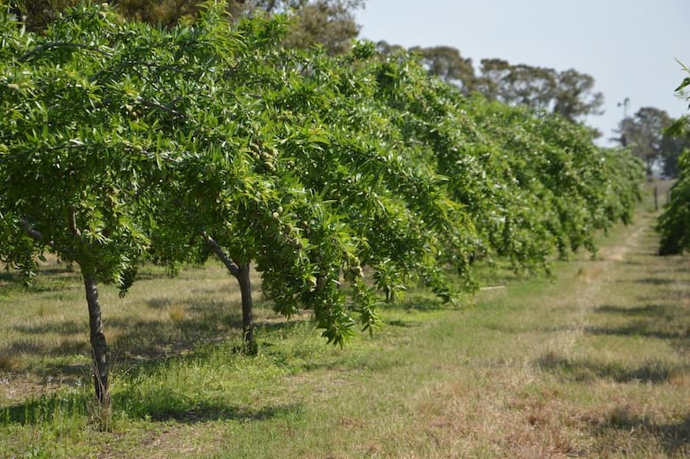 Del campo a la mesa: una pareja bonaerense recreó el turrón de Alicante en Argentina con máquinas propias