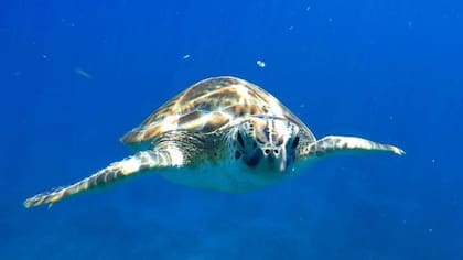 Los alrededores de la pequeña isla caribeña también han sido declarados como área protegida, para así preservar su riqueza natural