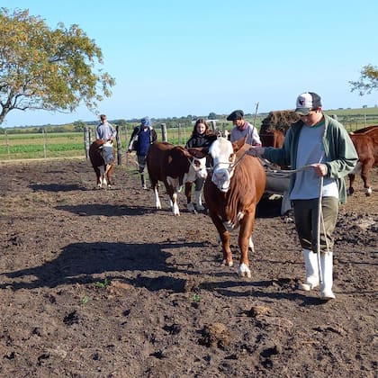 Los alumnos preparando los animales para la competencia