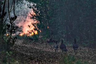 Los ambientalistas que dedican sus esfuerzos a los Esteros del Iberá buscaron proteger de los fuegos forestales a las aves