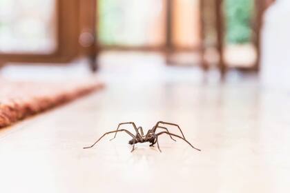 Los análisis filogenéticos sugirieron que había afinidad entre los apéndices frontales de Kylinxia, pequeños apéndices depredadores frente a la boca de Chelicerata (un grupo que incluye arañas y escorpiones) y las antenas de Mandibulata (una subdivisión de artrópodos que incluye a las hormigas)