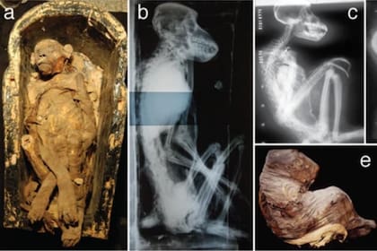 Los análisis realizados en los babuinos momificados arrojaron luz sobre uno de los territorios que comercializaba con los antiguos egipcios
