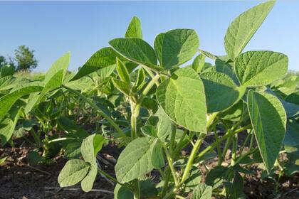 Los analistas también recomiendan invertir en ON de empresas ligadas al campo como Cresud