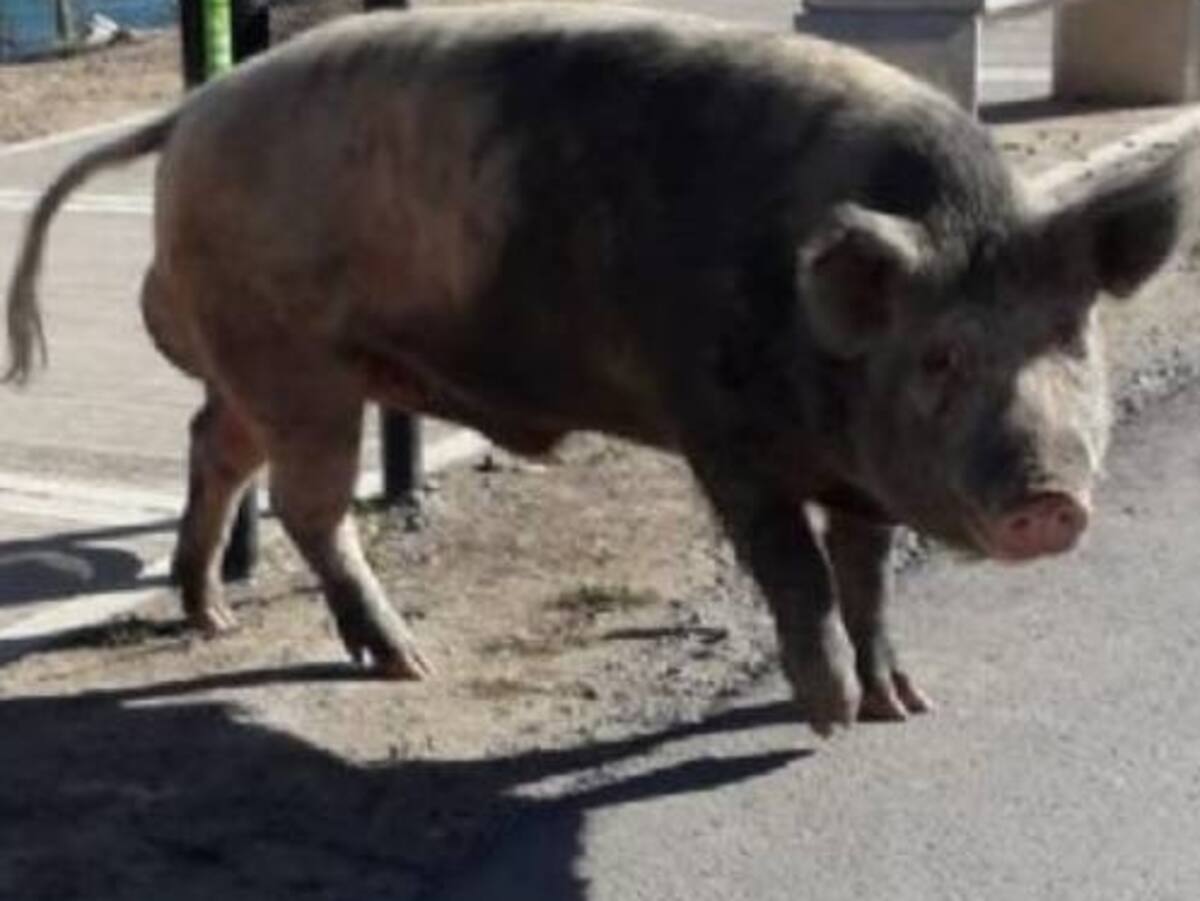 O que aconteceu com os porcos que foram parar no Nordelta após a disputa com as capivaras pela transferência? O que aconteceu com os porcos que foram parar no Nordelta após a disputa com as capivaras pela transferência?