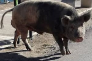 Qué pasó con los chanchos que aparecieron en Nordelta tras la polémica por el traslado con los carpinchos