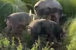 Qué pasó con los chanchos que aparecieron en Nordelta tras la polémica por el traslado con los carpinchos