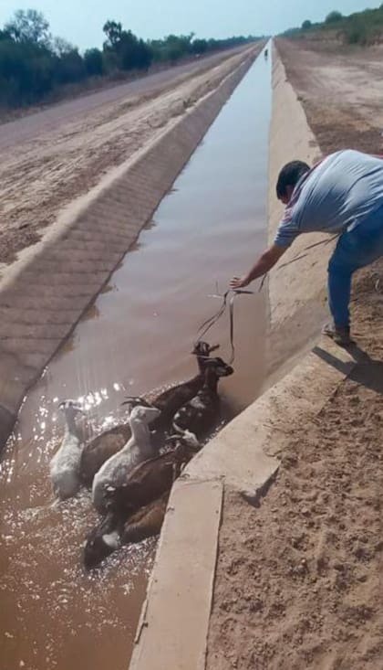 Los animales bajan al curso de agua, pero no tienen manera de salir por sus propios medios