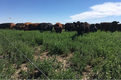 Los animales comen el lote de alfafa, al que recién llegaron