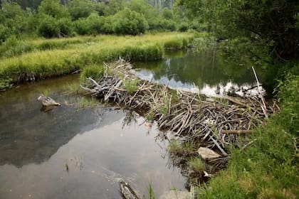 Los animales con comportamientos sociales complejos, como los castores, son capaces de grandes proyectos que serían imposibles de manera individual