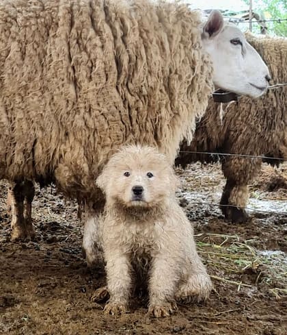 Los animales conviven con las ovejas