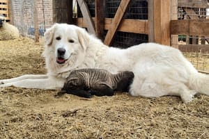 Cría perros de élite que cuidan a las ovejas y son la única barrera contra pumas y perros salvajes