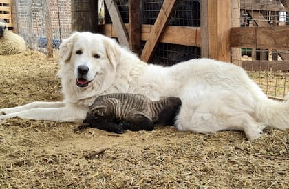 Los animales conviven las 24 horas con las ovejas