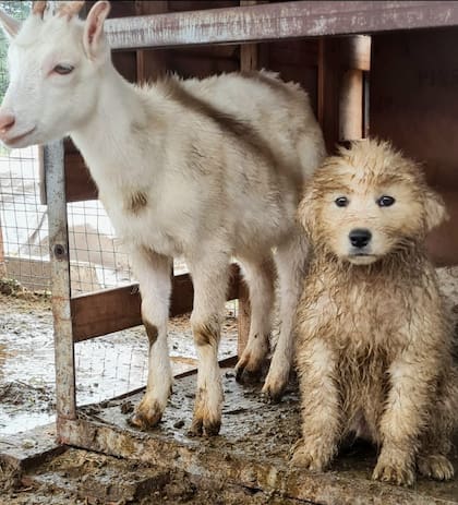 Los animales conviven las 24 horas con las ovejas