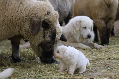 Los animales conviven las 24 horas con las ovejas