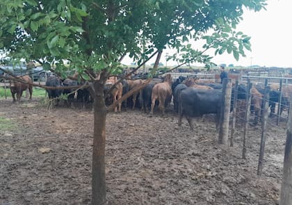 Los animales de Riboldi