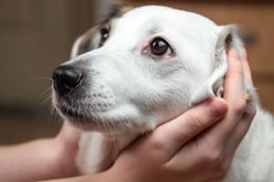 El YouTube para mascotas: así las podés tranquilizar ante la presencia de pirotecnia