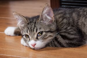 ¿Por qué el olor de la orina del gato dura tanto y el wasabi pica?