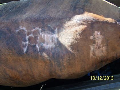 Los animales encontrados tenían las señales y marcas alteradas