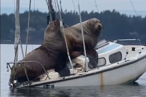 "Nunca vi algo así": el video viral de dos lobos marinos navegando en un velero