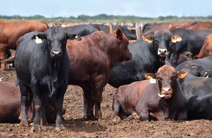 Los animales ingresados al feedlot son engordados con alimento balanceado durante 90 días hasta alcanzar los 430 kilos. Con ese peso, son trasladados a su planta frigorífica de Ciclo 1 y 2