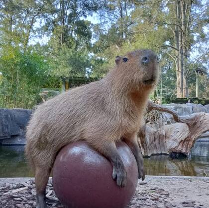 Los animales más simpáticos esperan en el bioparque Temaikèn.