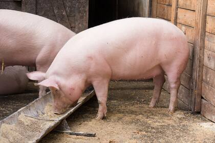 Los animales menores, como los porcinos no confinados, se aplicaría una señal voluntaria