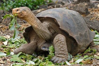 La última tortuga gigante de las islas Galápagos pasó la mayor parte de su existencia sin otro compañero de su especie