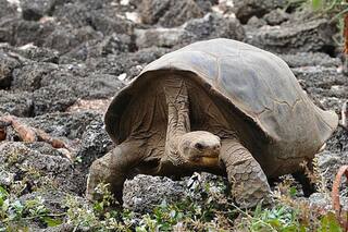 Animales que desaparecieron de América Latina en los últimos 15 años