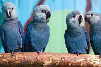 Desde hace ya casi 20 años no se ha visto esta guacamaya en su hábitat natural