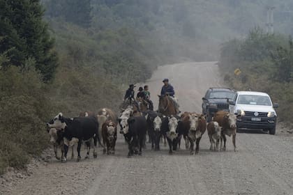 Los animales, otros de los afectados por el fuego