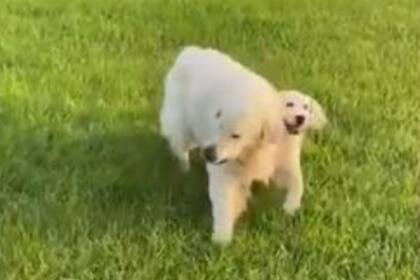 Los animales pasean por la pradera en una imagen que fue grabada en un video que se volvió viral en las redes