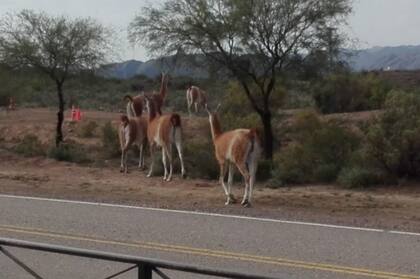 Los animales pasearon por la ruta que lleva al Valle de la Luna y por distintos puntos del departamento de Valle Fértil