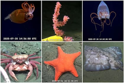 Los animales que muestra el Conicet en su streaming