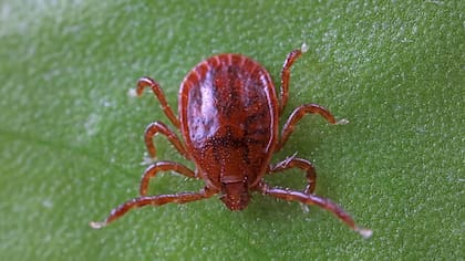 Cuál es el insecto invasor detectado en Oklahoma que puede transmitir una grave enfermedad 4 Los animales que son huéspedes de la ALT se estresan, pierden peso, reducen producción de leche, se vuelven anémicos y, en algunos casos, mueren