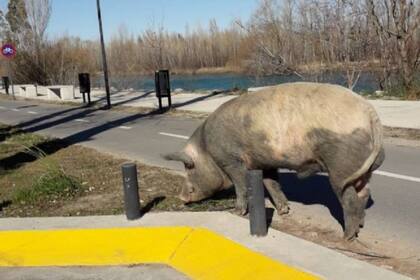 Los animales se adueñaron del Paseo de la Costa, ubicado en el sureste de la ciudad capital de Neuquén