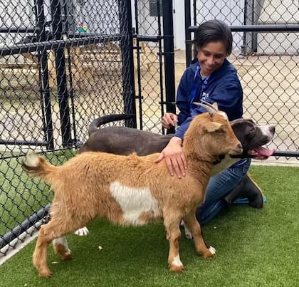 Los animales se mueven juntos para todos lados y sufren cuando se los separa. Fuente: Centro Animal del Condado de Wake
