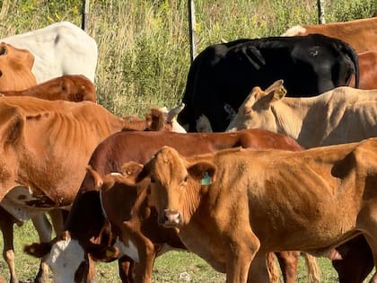 Los animales secuestrados en los seis allanamientos que se hicieron