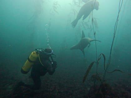 “Los animales son los que establecen las reglas de la actividad; a veces los tenemos a un metro o a cinco”, coincide Lemos Ferloni
