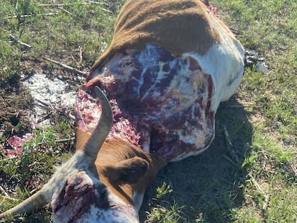 Los animales son mutilados en los campos y la carne se vende a través de las redes sociales
