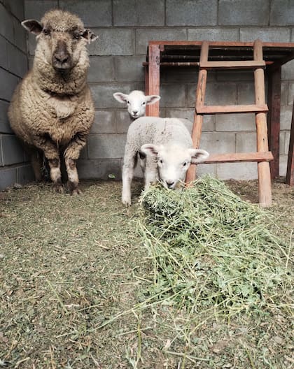 Los animales son parte esencial de la experiencia