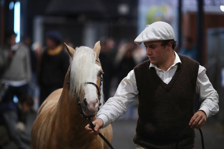 Ideales para los chicos: los ponys que vinieron a la Rural y causan sensación
