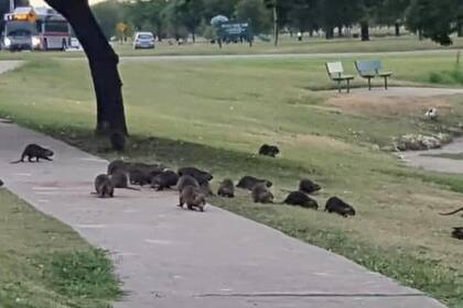 Los animales sorprendieron a los habituales visitantes del parque Krauss Baker, en Fort Worth, Texas