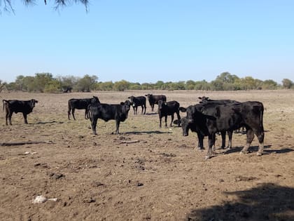 Los animales sufren la sequía extrema