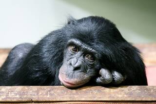 Duelo: ¿qué pasa con los animales y la muerte de un ser querido?