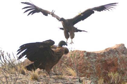 Los animales van a ser rastreados luego de la liberación