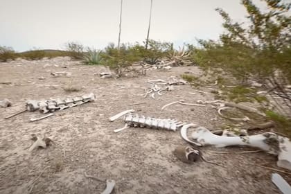 Los animales viajan varios kilómetros para morir en la Zona del silencio; al igual que en otras regiones de México, no se encuentra explicación para este fenómeno