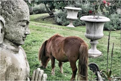 Los animales viven en armonía y comparten el jardín con las visitas