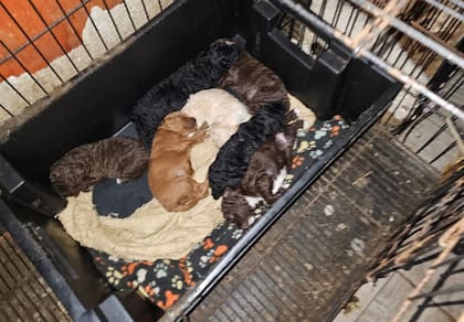 Los animales vivían en espacios pequeños sin ventilación ni luz, sin acceso a alimentos ni agua suficientes (foto ilustrativa)