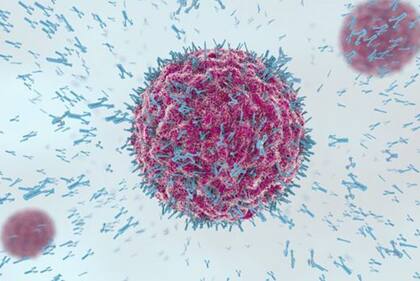 Los anticuerpos son clave en la lucha contra las infecciones.